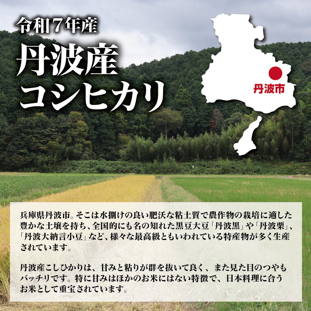 令和7年(2025年度)産】丹波産コシヒカリ 「極米」 10kg（1袋） 丹波産コシヒカリについて